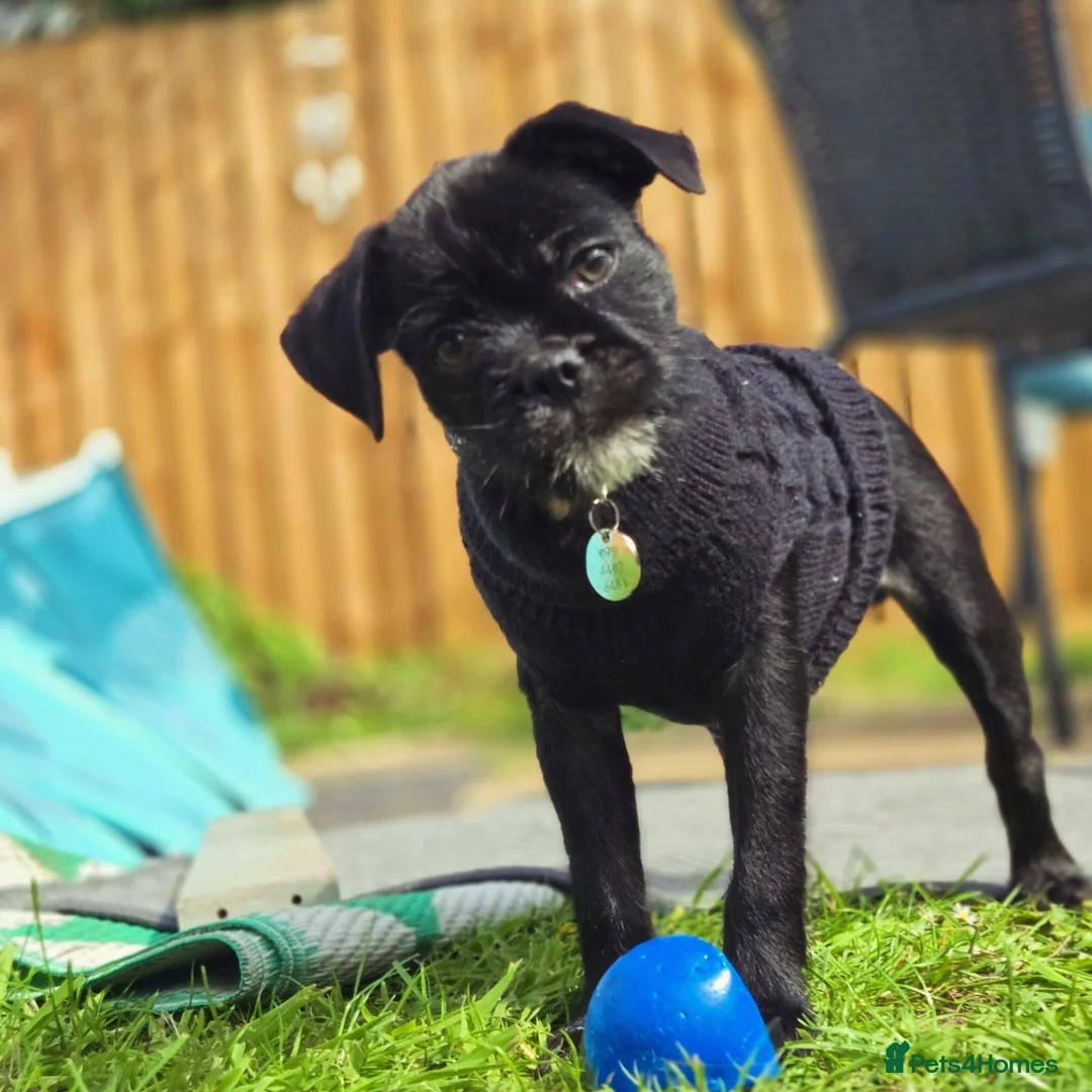 Jug dogs for sale: JET Jack x Pug - Advert 1