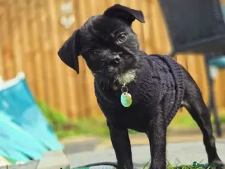 Jug dogs JET Jack x Pug - Advert 1