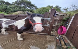Irish Cob horses for sale: Rascal 13.3hh black and white cob - Image 2