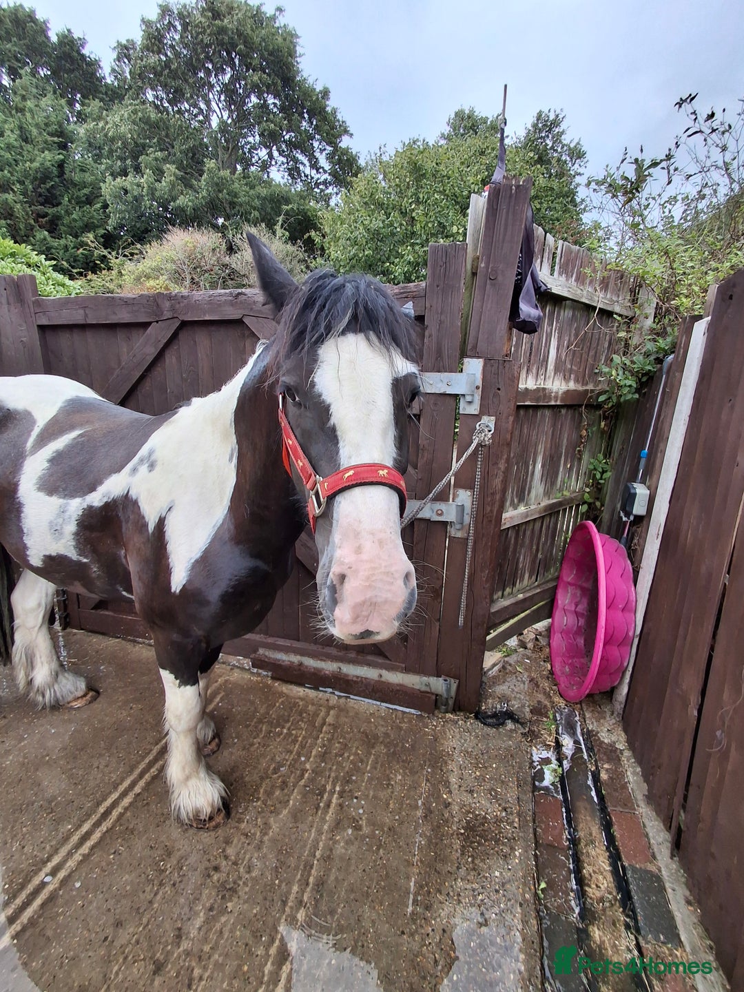 Irish Cob horses for sale: Rascal 13.3hh black and white cob - Image 2