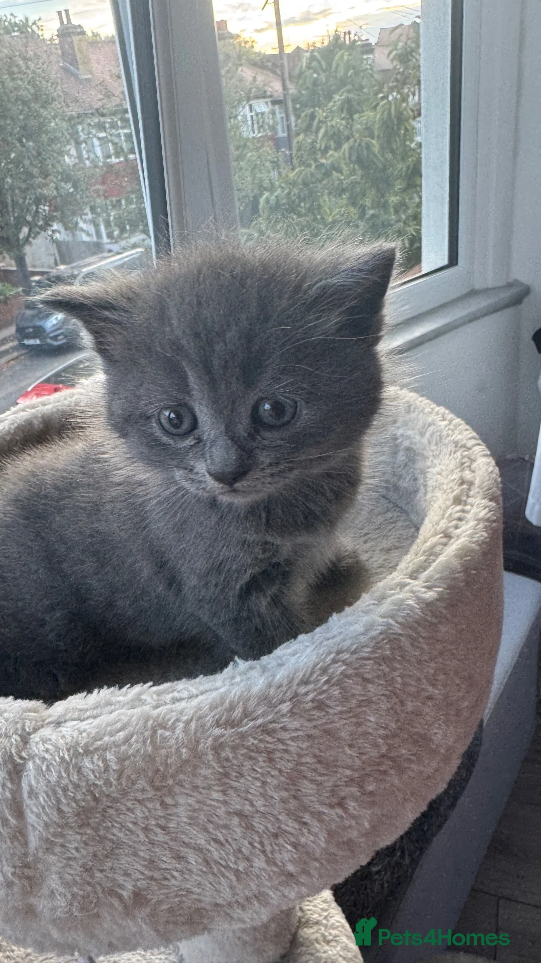 British Shorthair cats for sale: Lovely kittens are ready to find their home  - Advert 6