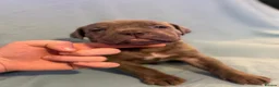 Cane Corso dogs for sale: Cane corso puppies for sale - Advert 16