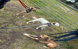 Mixed Breed dogs for adoption: Meet Barney, currently residing in Cheshire  in Nantwich - Image 9