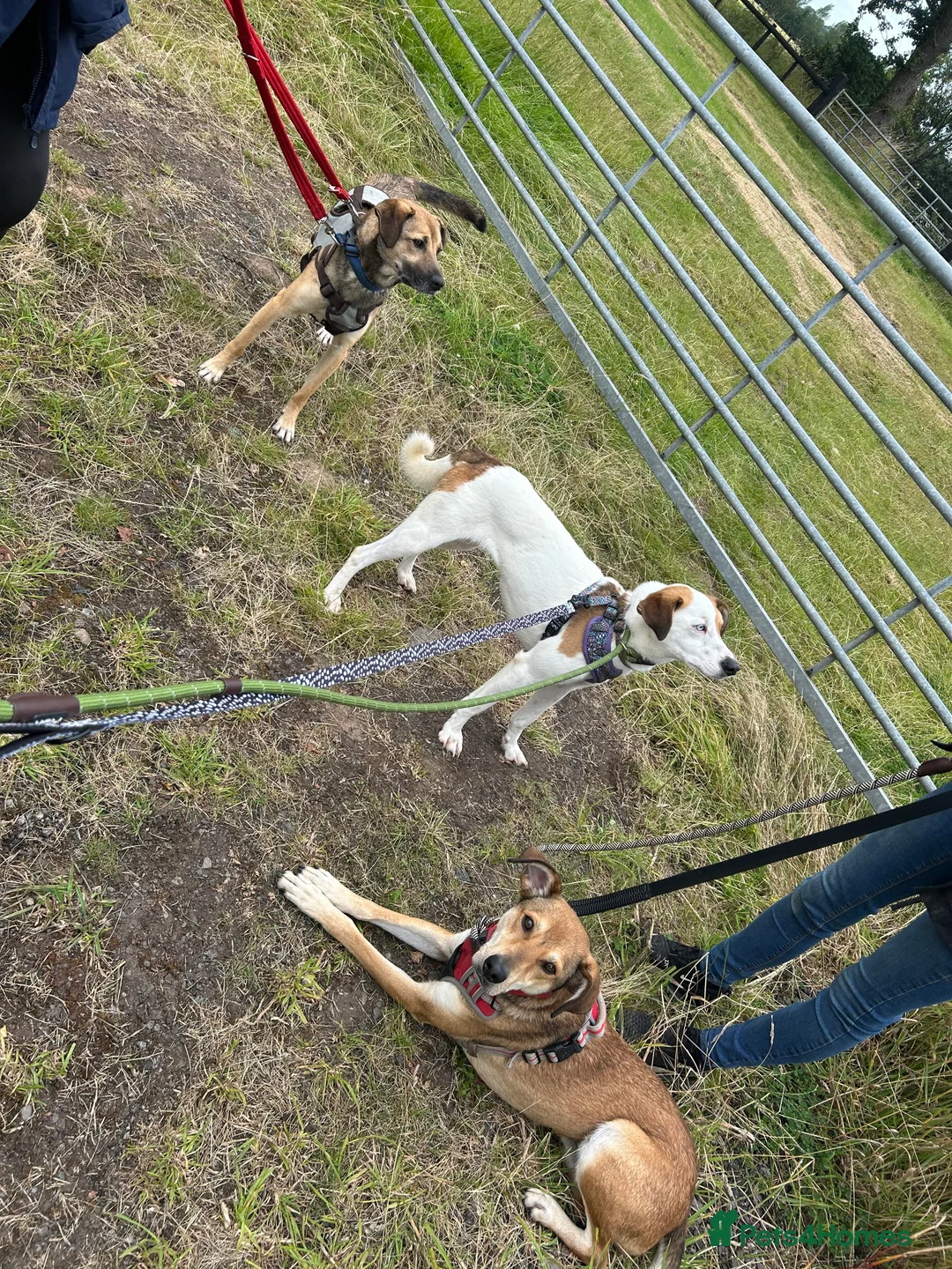 Mixed Breed dogs for adoption: Meet Barney, currently residing in Cheshire  in Nantwich - Advert 9