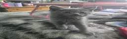 Persian cats for sale: Gorgeous Persian x Kittens Ready now  - Advert 26