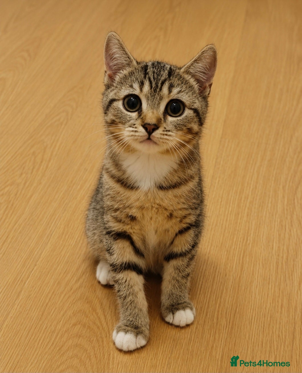 British Shorthair cats Scottish Fold x British Shorthair Mix Kittens - Advert 2