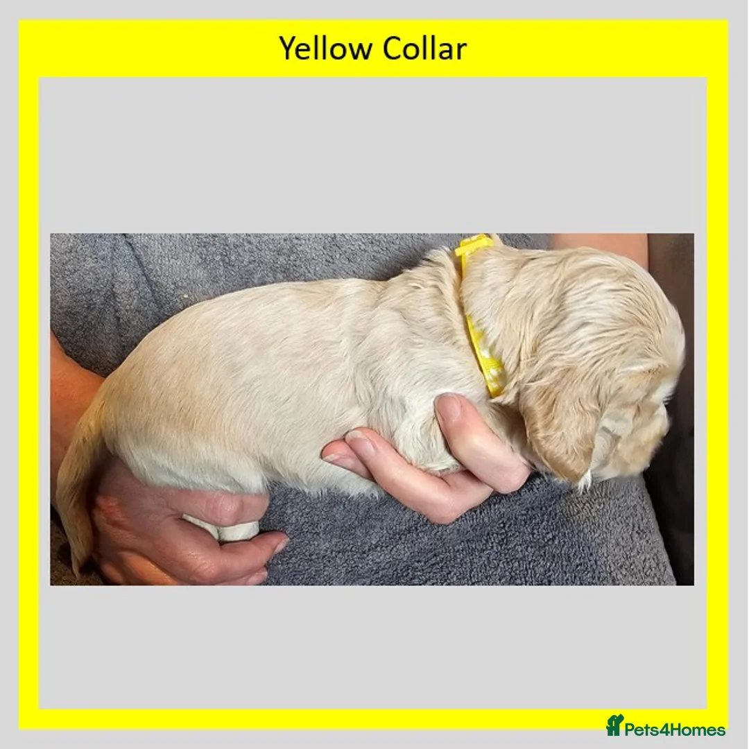 Cocker Spaniel dogs for sale: Gorgeous KC Show Cocker Spaniels, 4 boys & 1 girl in Inverurie - Advert 20