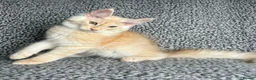 Maine Coon cats for sale: GCCF Maine Coon Kittens.  - Advert 12