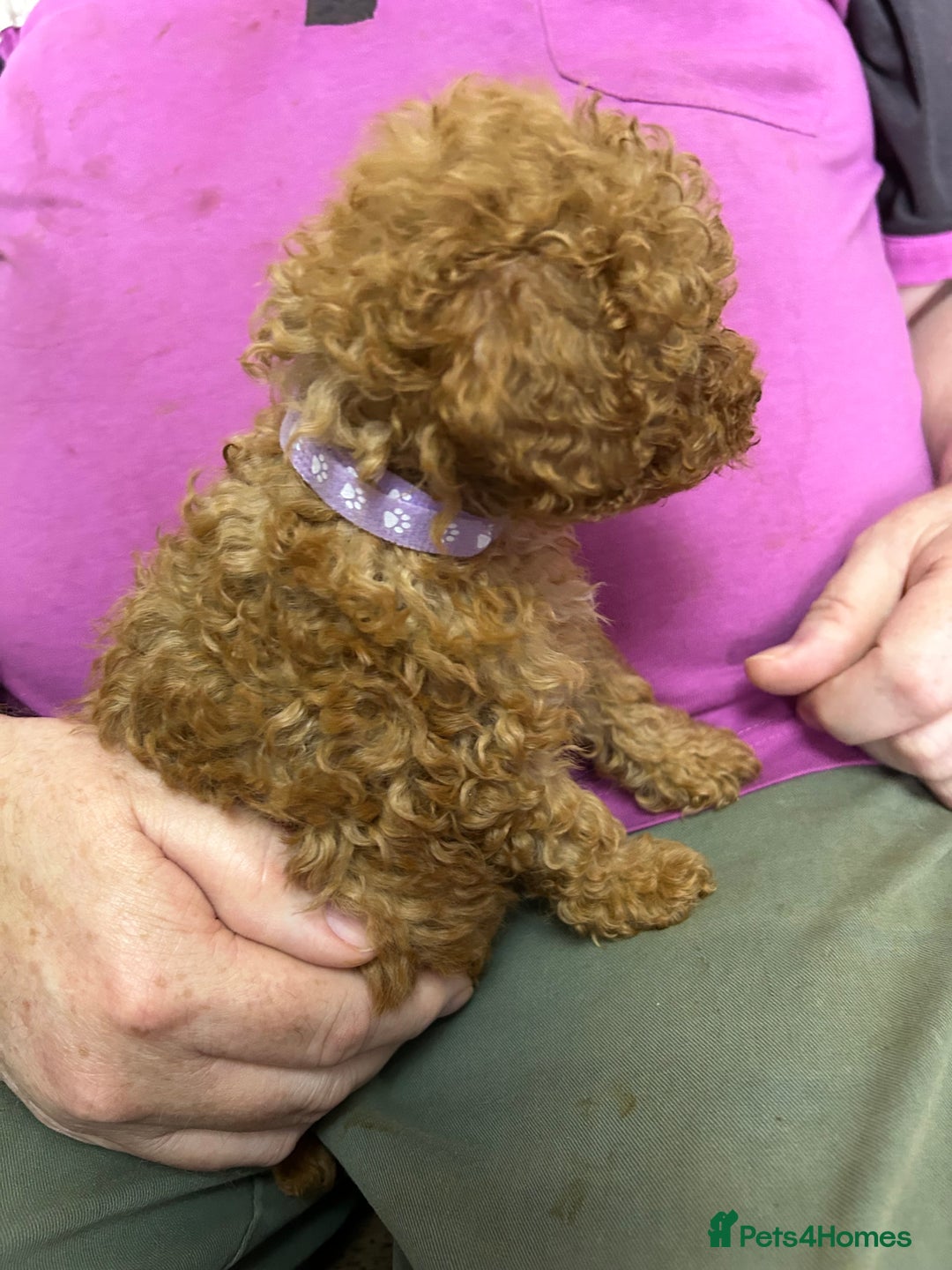 Toy Poodle dogs for sale: Red toy poodle - Image 13