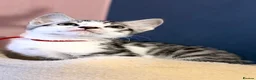 Mixed Breed cats for sale: 🐾 7 adorable Bengal-cross kittens - Advert 19