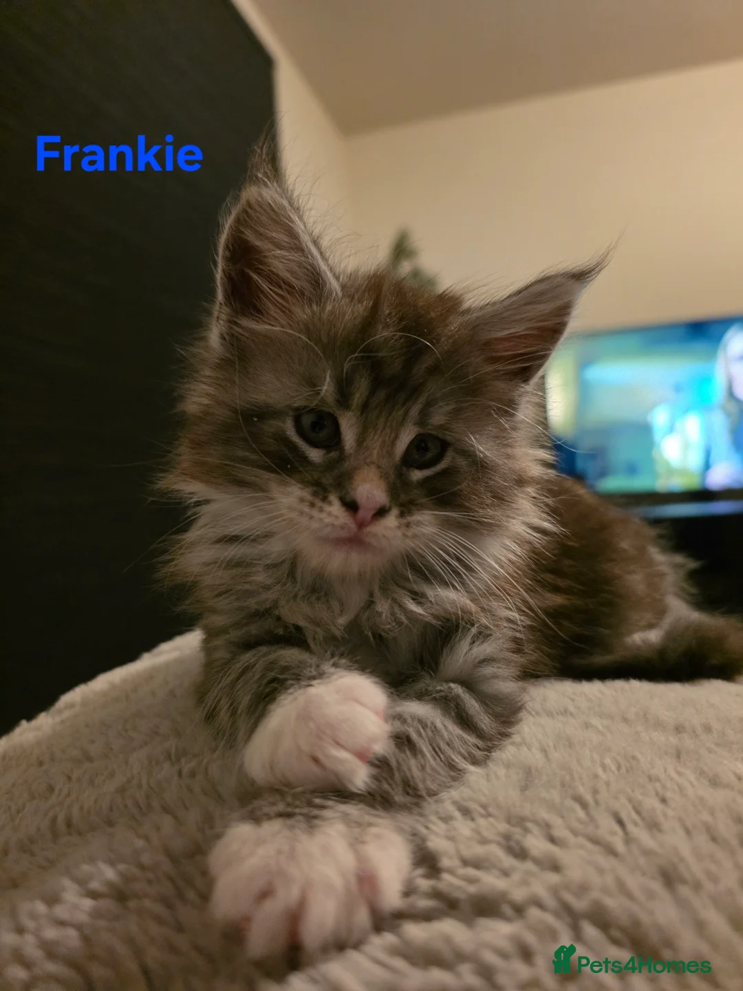 Maine Coon cats for sale: Rare Pure Breed Mainecoon Kitten - Advert 12