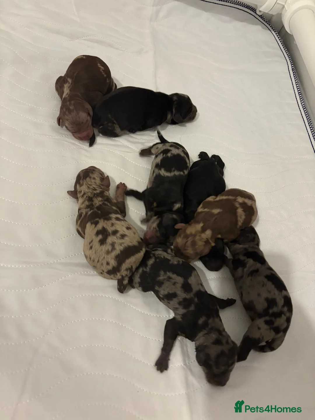 Cockapoo dogs for sale: Toy cockapoo F1b - Advert 2