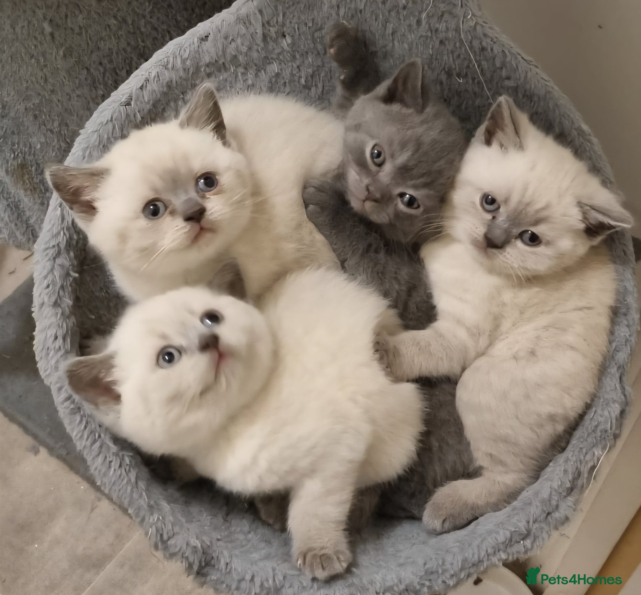 British Shorthair cats *PRICE REDUCED* ONLY 2 BOYS  LEFT COLOURPOINT BSH - Advert 1