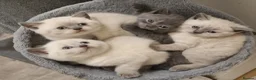 British Shorthair cats for sale: COLOURPOINT BSH - Advert 1