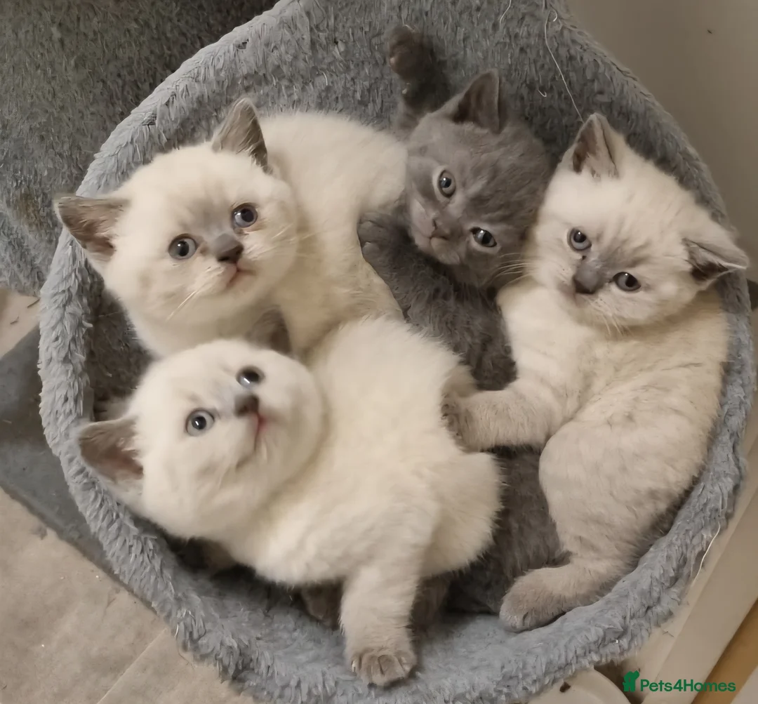 British Shorthair cats for sale: COLOURPOINT BSH - Advert 1