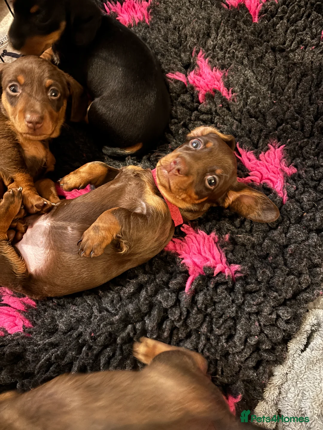 Miniature Dachshund dogs for sale: KC registered health tested miniature dachshunds - Advert 15