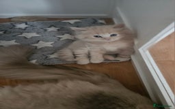 Mixed Breed cats for sale: Beautiful fluffy kittens  - Image 3