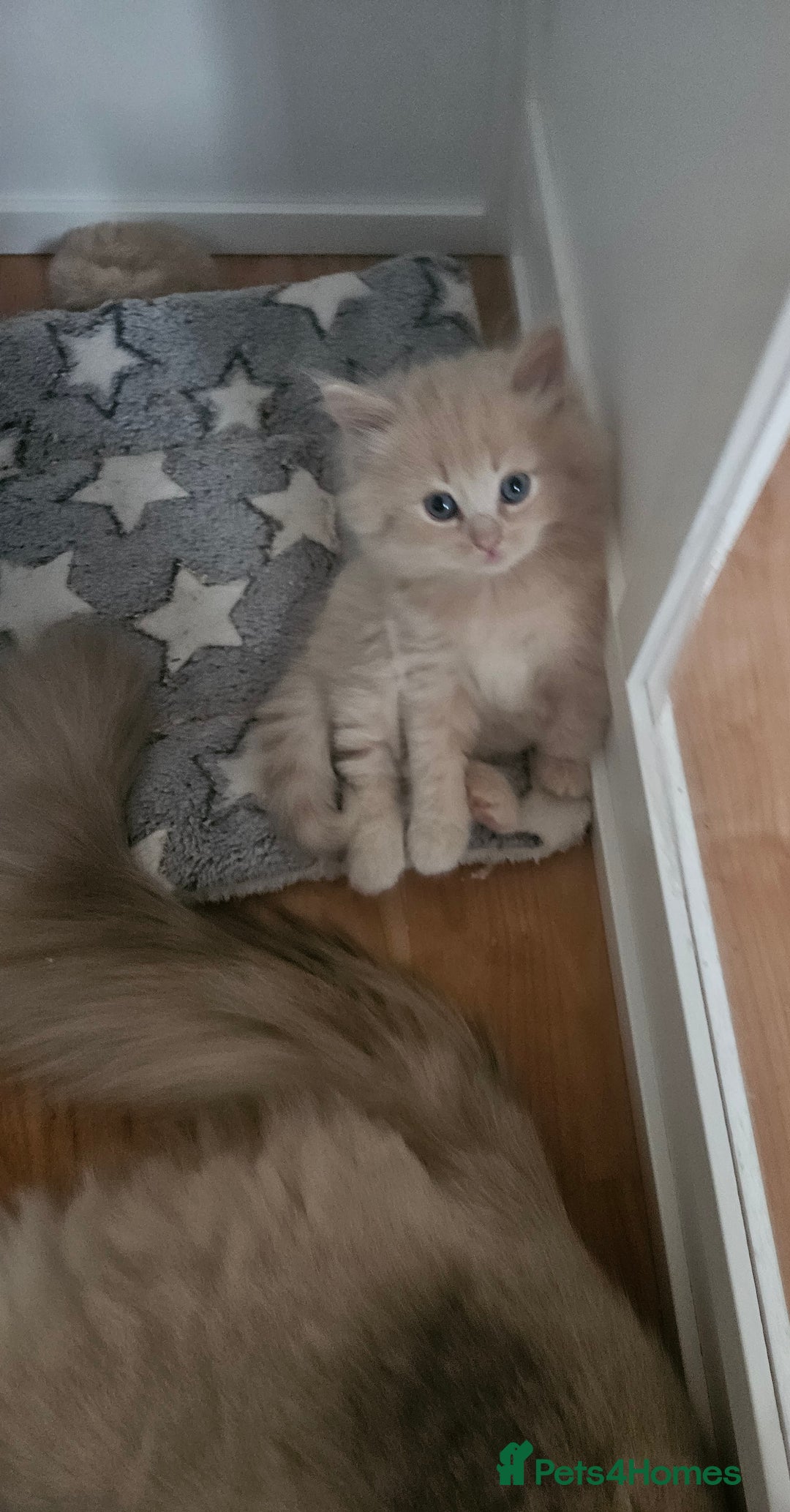 Mixed Breed cats for sale: Beautiful fluffy kittens  - Image 3