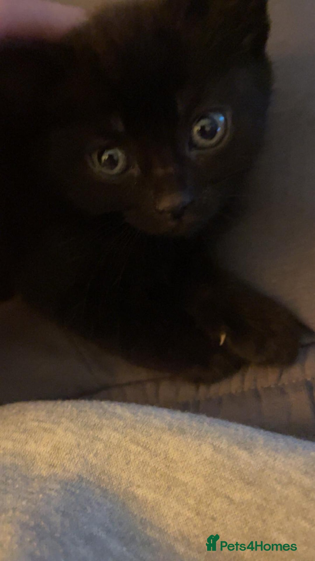 Mixed Breed cats for sale: 6 kittens for sale, ready now - Advert 5