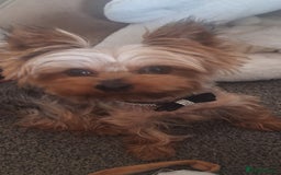 Yorkshire Terrier dogs for sale: 5 yr old mini yorkie - Image 1