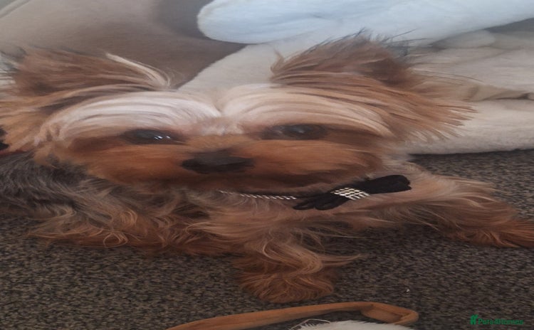 Yorkshire Terrier dogs - Advert 1