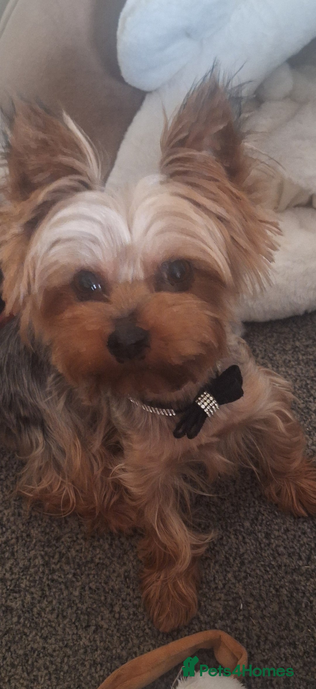 Yorkshire Terrier dogs for sale: 5 yr old mini yorkie - Image 1