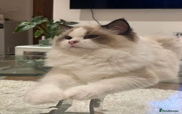 Ragdoll cats for sale: Beautiful Fluffy Ragdoll Kittens –One Boy&One Girl - Advert 14