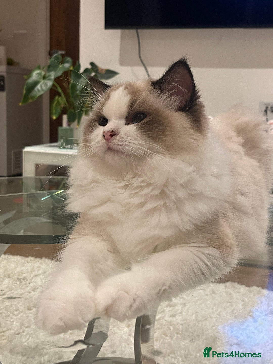 Ragdoll cats for sale: Beautiful Fluffy Ragdoll Kittens –One Boy&One Girl - Advert 14