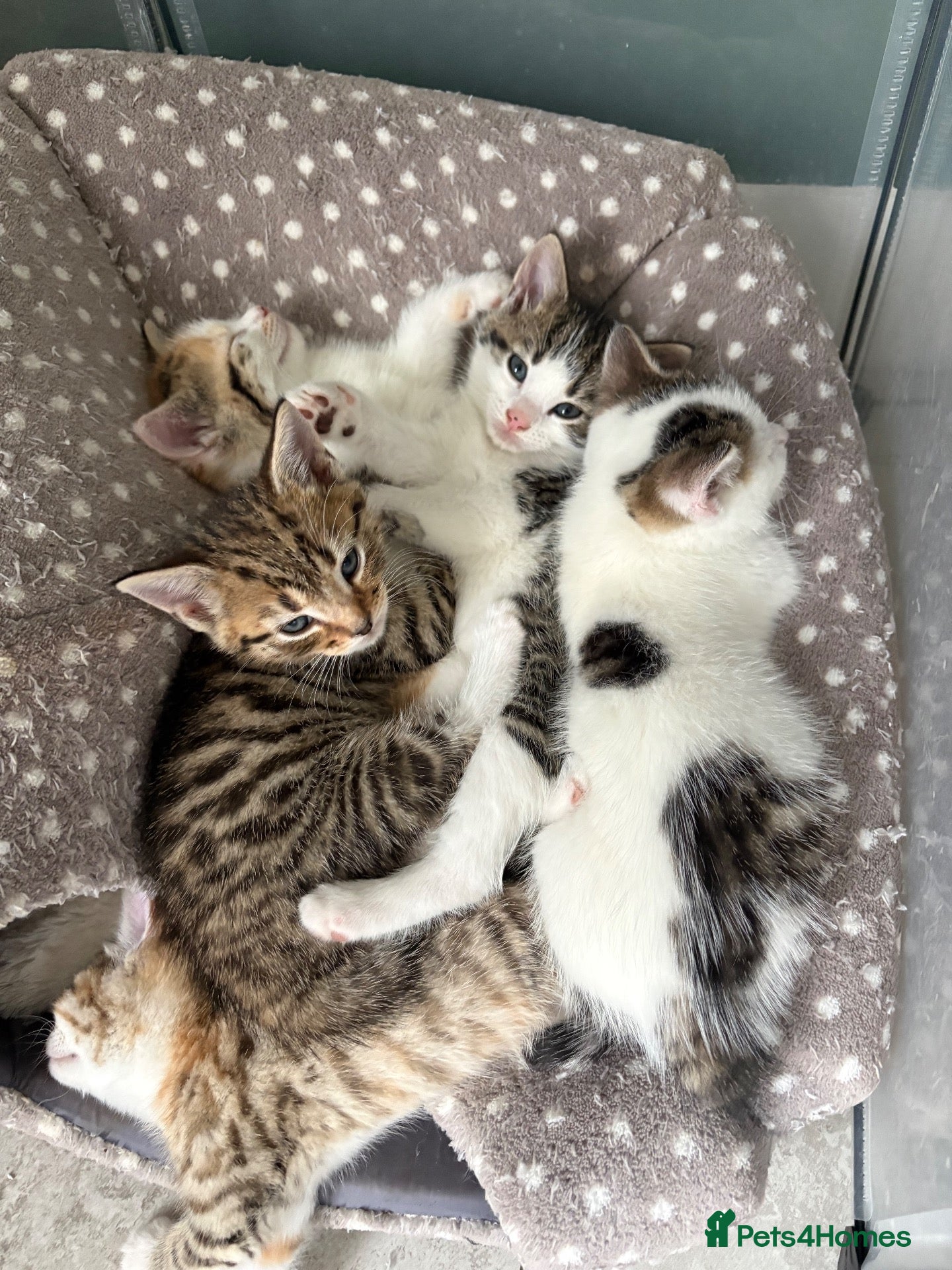 Mixed Breed cats for sale: Gorgeous little of kittens for sale  - Advert 5