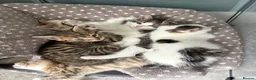 Mixed Breed cats for sale: Gorgeous little of kittens for sale  in Maidenhead - Advert 5