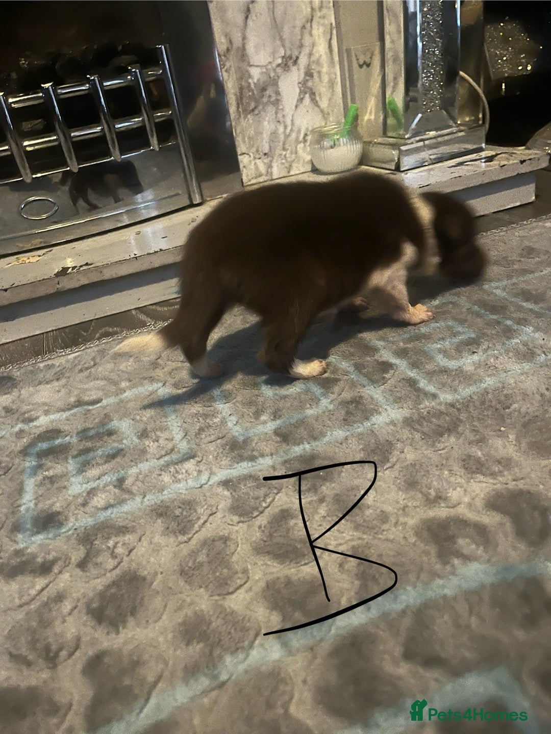 Border Collie dogs for sale: Border collie puppies - Image 31