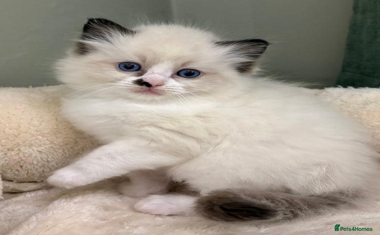 Ragdoll cats Gccf ragdolls  - Advert 1