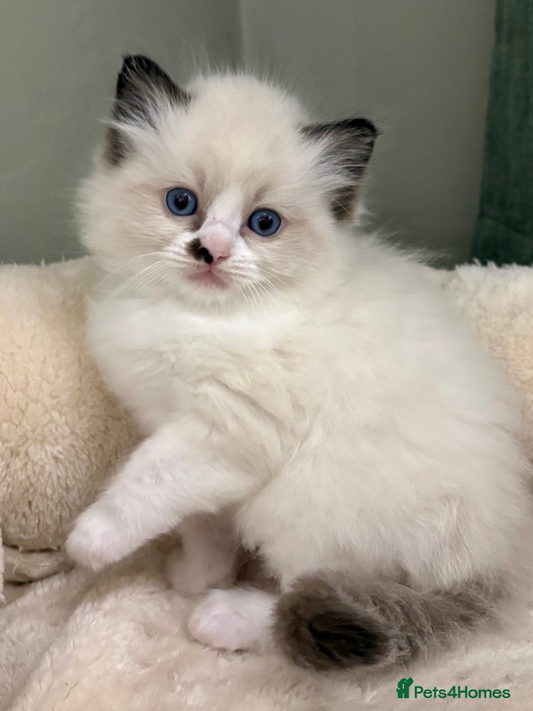 Ragdoll cats for sale: Gccf ragdolls ready 12th Jan  - Advert 1