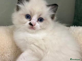Ragdoll cats Gccf ragdolls - Advert 4