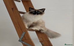Ragdoll cats for sale: Beautiful 9-Month-Old Indoor Ragdoll - Advert 3