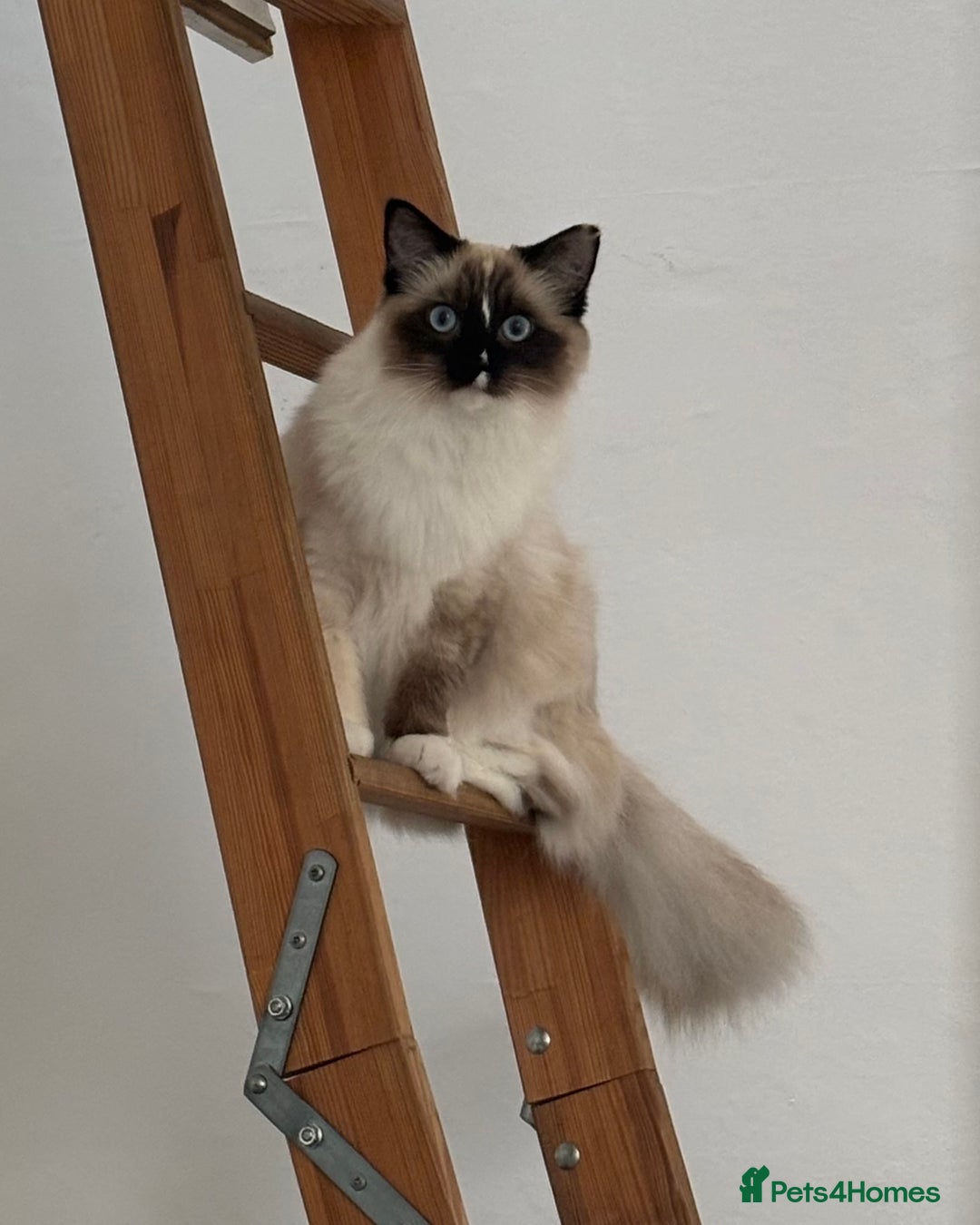 Ragdoll cats for sale: Beautiful 9-Month-Old Indoor Ragdoll - Advert 3