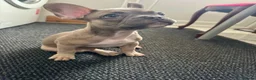 French Bulldog dogs for sale: 3 French bulldog puppies ready to find their home  - Advert 9