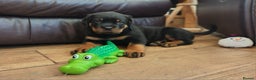 Rottweiler dogs for sale: MASSIVE ROTTWEILER PUPPIES  - Advert 26