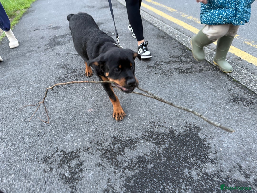 Rottweiler dogs for sale: Ace rottweiler - Advert 4