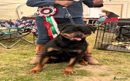 Rottweiler dogs for stud: Rom.Jnr.Ch Rottguardian Igor in Liverpool - Image 39