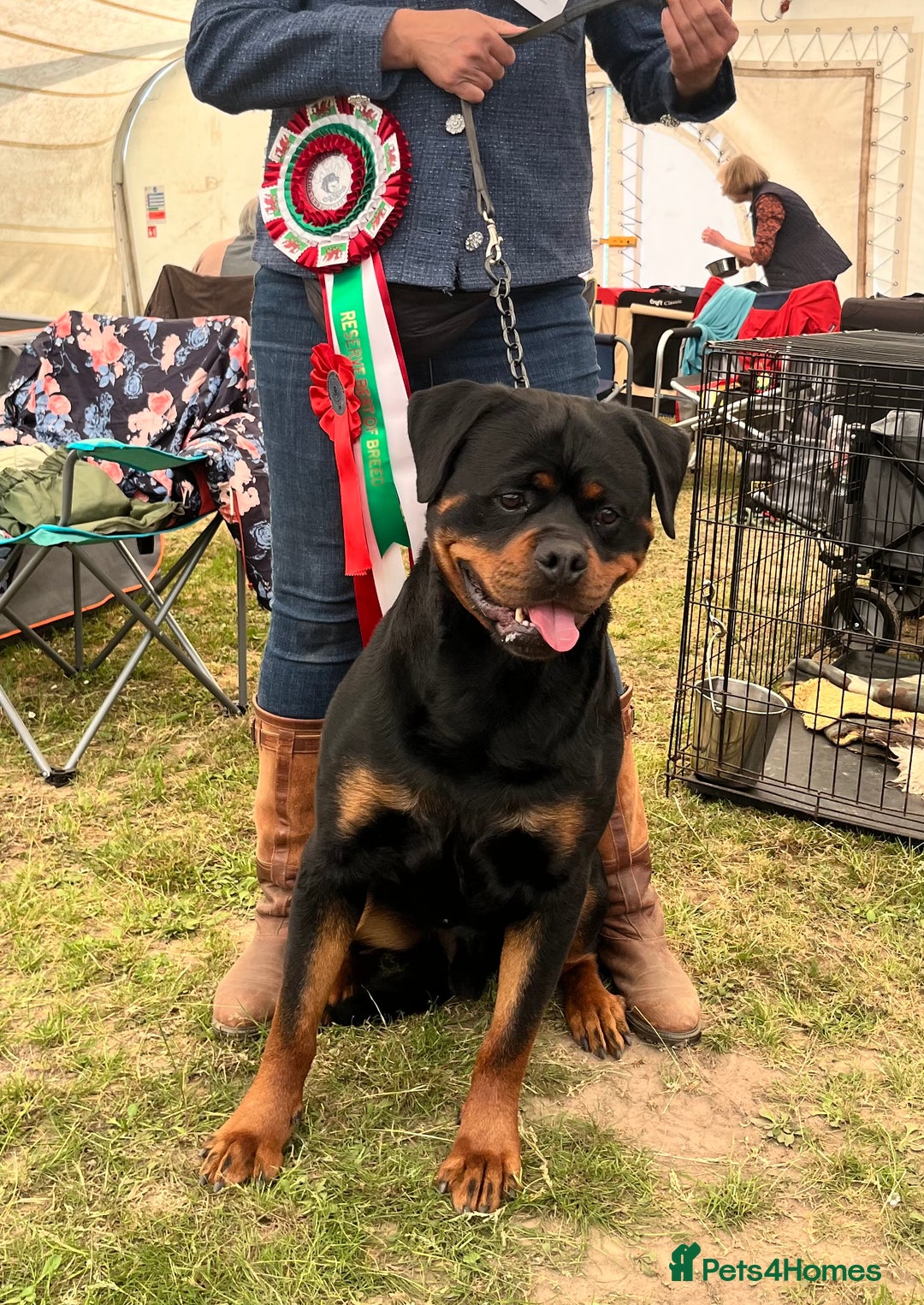 Rottweiler dogs for stud: Rom.Jnr.Ch Rottguardian Igor in Liverpool - Image 39