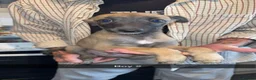 Whippet dogs for sale: Whippet puppies  - Advert 9