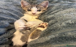 Domestic Shorthair cats for sale: Kitten looking for forever home  - Advert 4