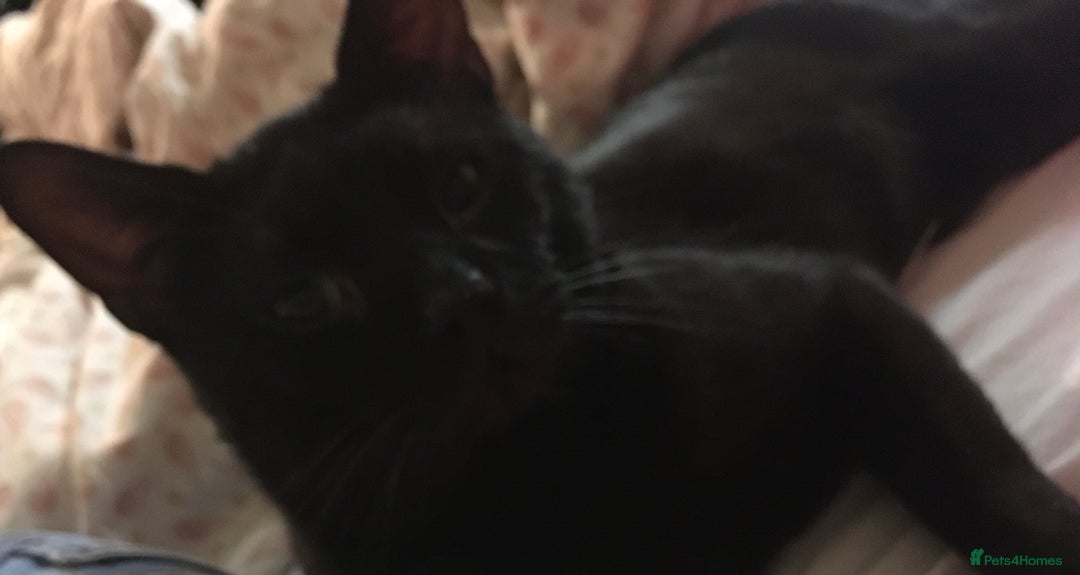 Bengal cats for sale: £100 if collected today MELANISTIC  - Image 8