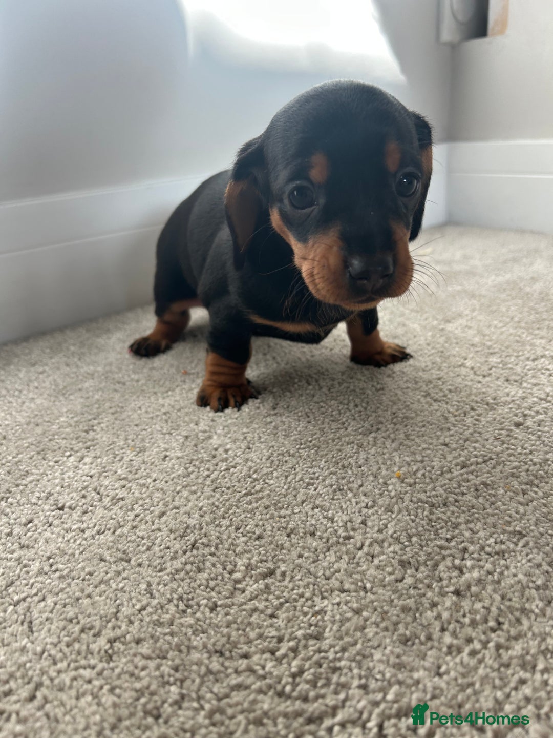Miniature Dachshund dogs for sale: Miniature Dachshund babies  - Advert 14
