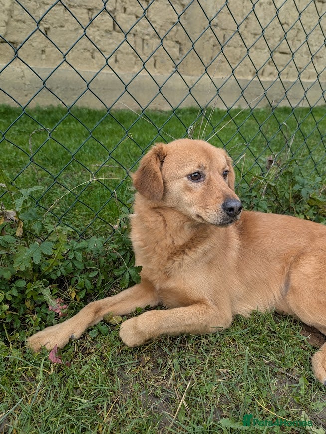 Mixed Breed dogs Jess for adoption - Advert 1