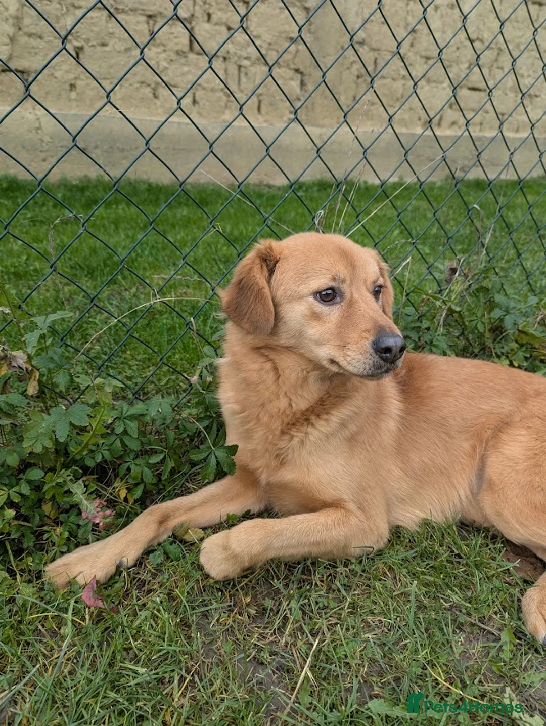 Mixed Breed dogs for adoption: Jess for adoption in Uxbridge - Advert 1