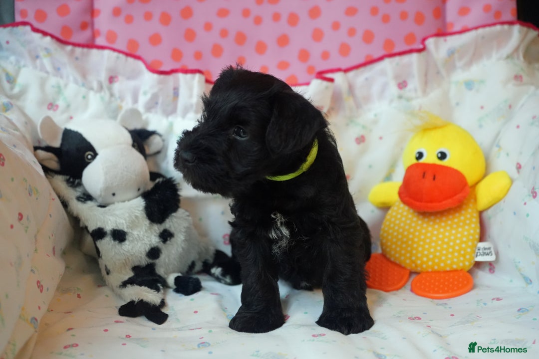 Miniature Schnauzer dogs for sale: KC registered Miniature Schnauzers lovingly reared - Image 5