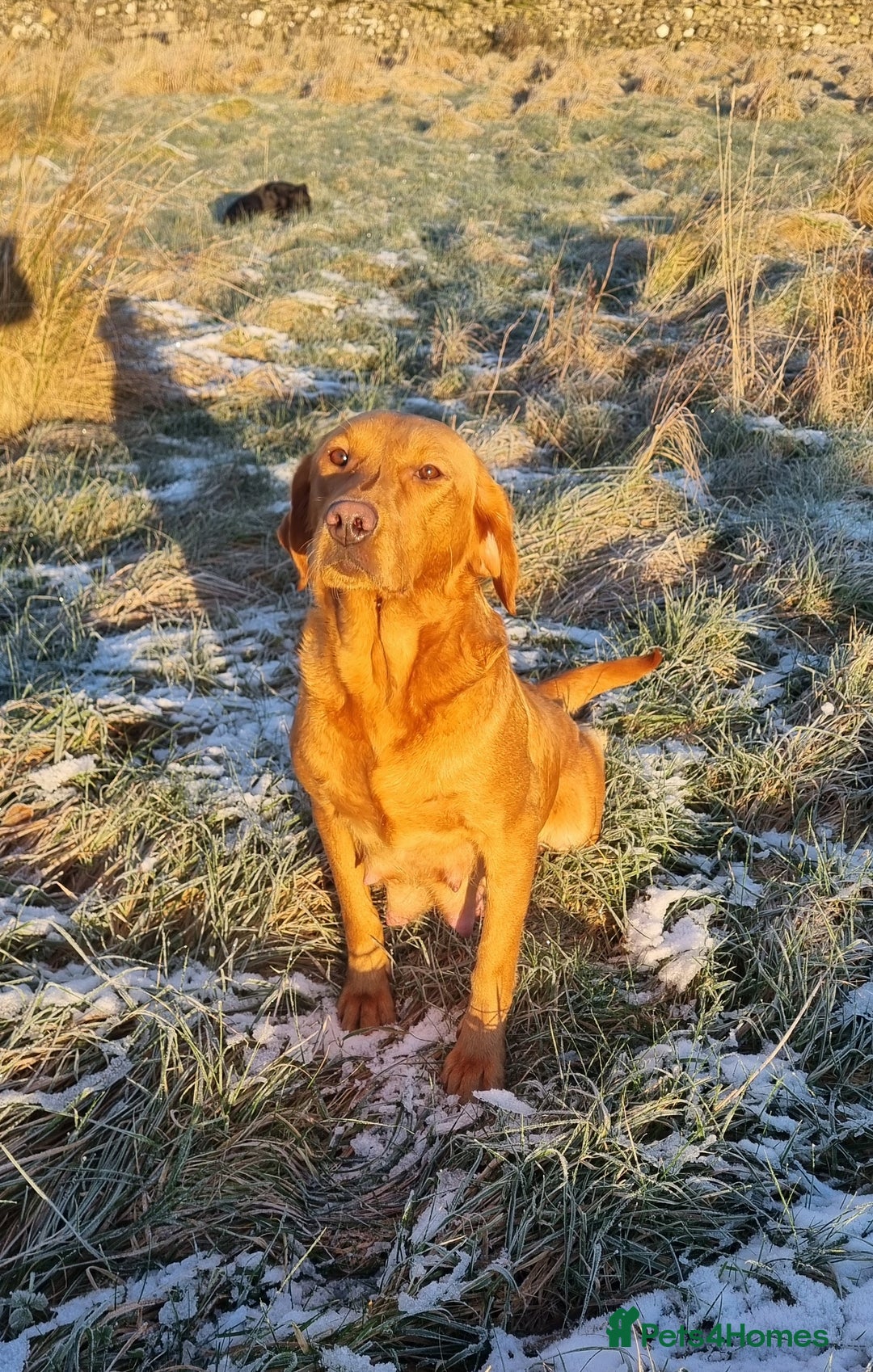 Hungarian Vizsla dogs for sale: Vizslador Puppies  - Advert 13