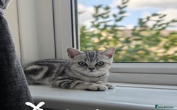 British Shorthair cats for sale: Classic British shorthair silver Tabby  - Image 6